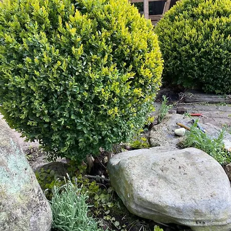 Nordseevilla Jade Semesterbostad *